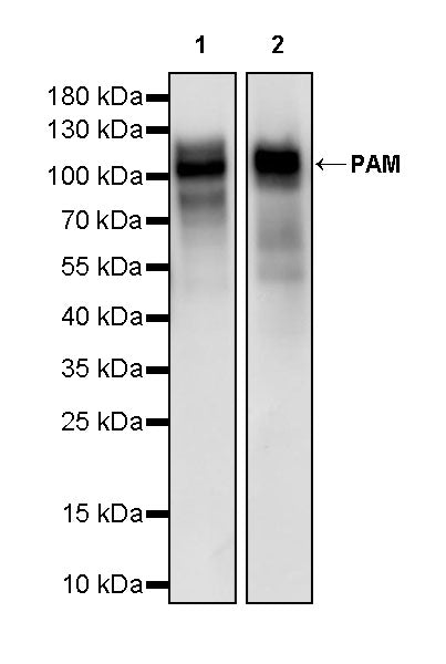 PAM Recombinant Rabbit mAb (SDT-2995-30)