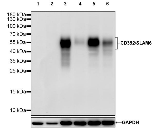 CD352/SLAM6 Recombinant Rabbit mAb (SDT-2472-77)