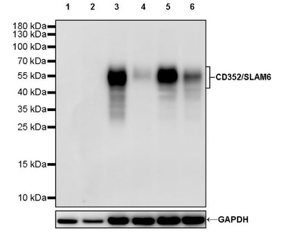 CD352/SLAM6 Recombinant Rabbit mAb (SDT-2472-77)