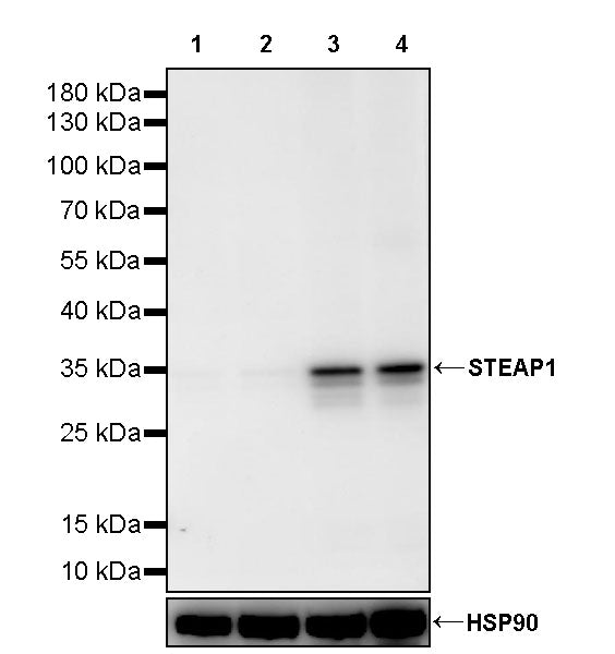 STEAP1 Recombinant Rabbit mAb (S-3613-166)