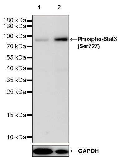 Phospho-Stat3 (Ser727) Recombinant Rabbit mAb (S-1439-42)