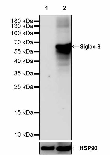 Siglec-8 Recombinant Rabbit mAb (S-2049-19)