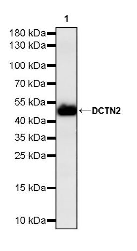 DCTN2 Recombinant Rabbit mAb (S-1082-7)