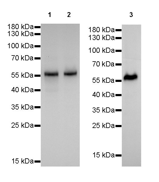 S-RMab® PTEN Recombinant Rabbit mAb (SDT-R069)