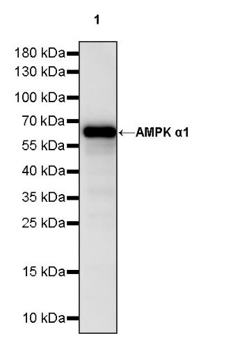 AMPK α1 Rabbit Polyclonal Antibody