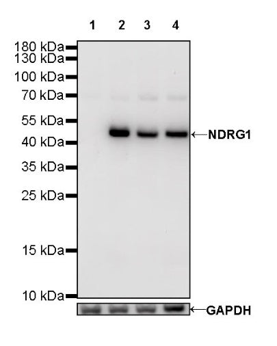 NDRG1 Recombinant Rabbit mAb (S-623-82)