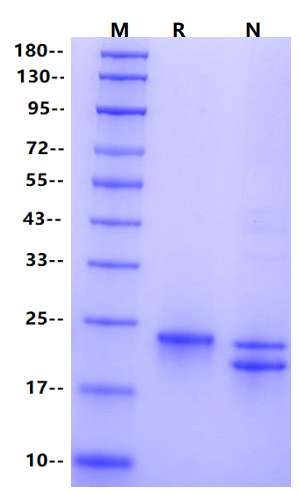 IL-6 Protein, Canine