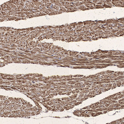 PDHE1 Alpha Mouse mAb