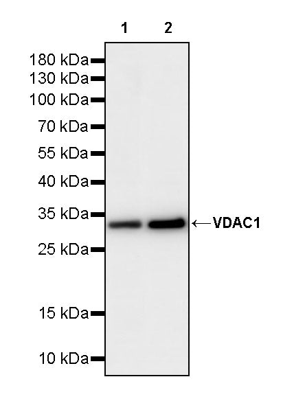 VDAC1 Recombinant Rabbit mAb (S-5314)