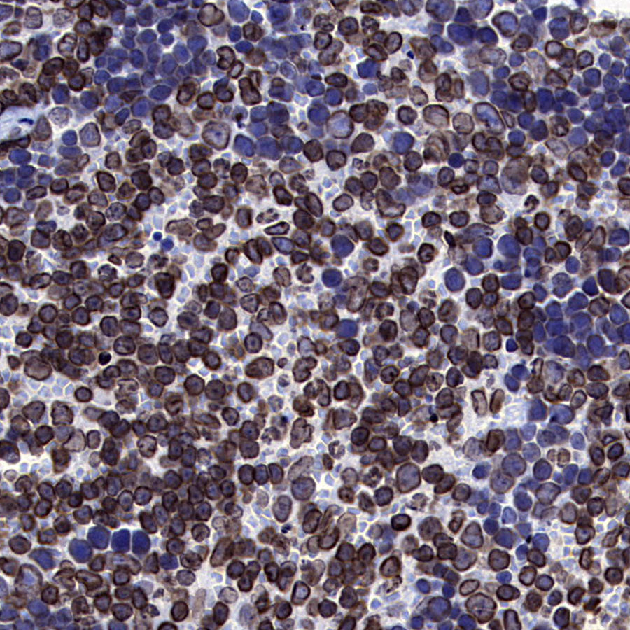 Lamin B1 Recombinant Mouse mAb (S-4865)