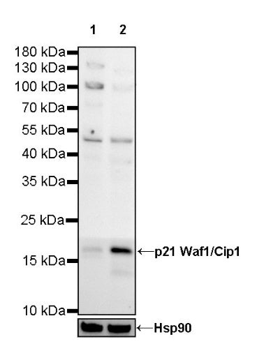 p21 Waf1/Cip1 Mouse mAb (469-2)