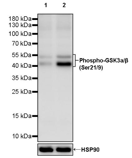Phospho-GSK3a/β (Ser21/9) Recombinant Rabbit mAb (S-3304)