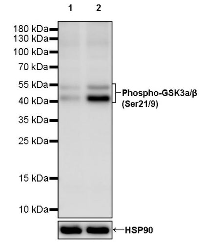Phospho-GSK3a/β (Ser21/9) Recombinant Rabbit mAb (S-3304)
