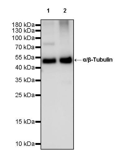 α/β-Tubulin Antibody Rabbit Polyclonal Antibody