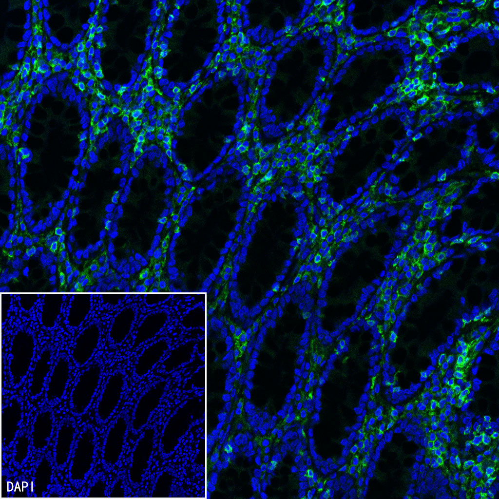 CD45 Recombinant Mouse mAb (S-429-1)