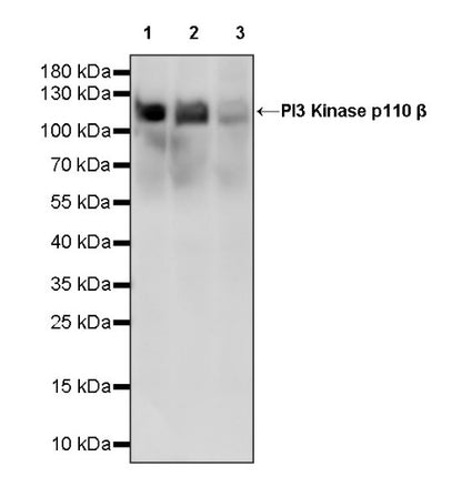 PI3 Kinase p110β Recombinant Rabbit mAb (S-1193-109)