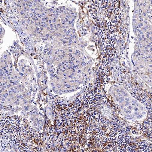 Atg7 Recombinant Rabbit mAb (S-R302)