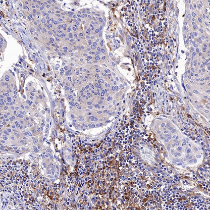 Atg7 Recombinant Rabbit mAb (S-R302)