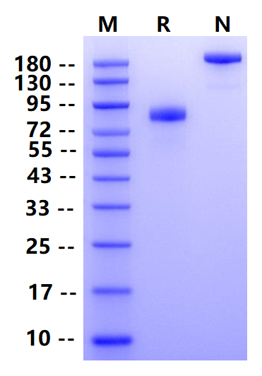 Biotinylated SIRP-α Fc Chimera Protein, Human