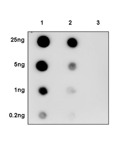 Phospho-LRP6 (Ser1490) Recombinant Rabbit mAb (S-1489-86)