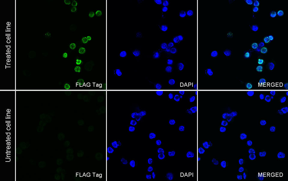 FLAG Tag Recombinant Rabbit mAb (Alexa Fluor® 488 Conjugate) (S-SC044)