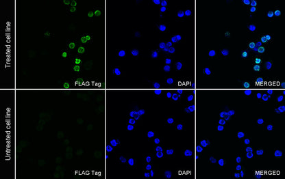 FLAG Tag Recombinant Rabbit mAb (Alexa Fluor® 488 Conjugate) (S-SC044)