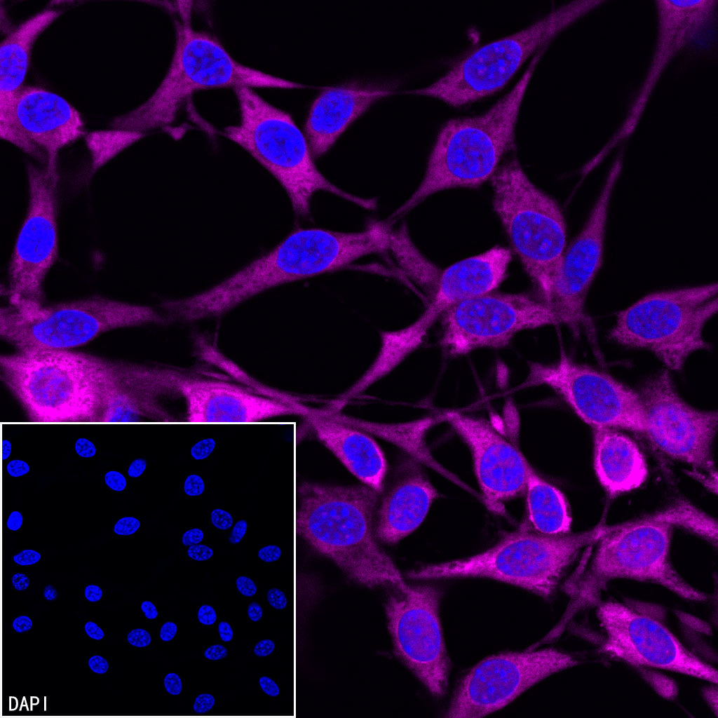 GAPDH Recombinant Mouse mAb (Alexa Fluor® 647 Conjugate) (S-4721)