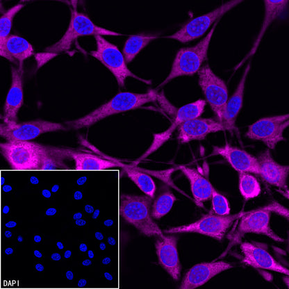 GAPDH Recombinant Mouse mAb (Alexa Fluor® 647 Conjugate) (S-4721)