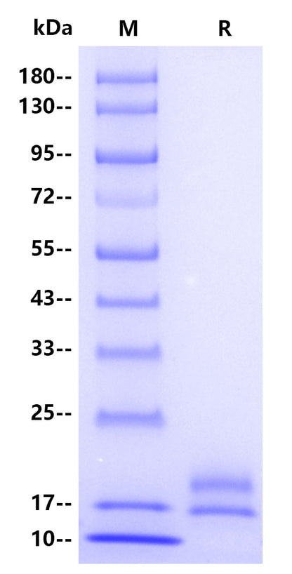 VEGF 121 His Tag Protein, Human
