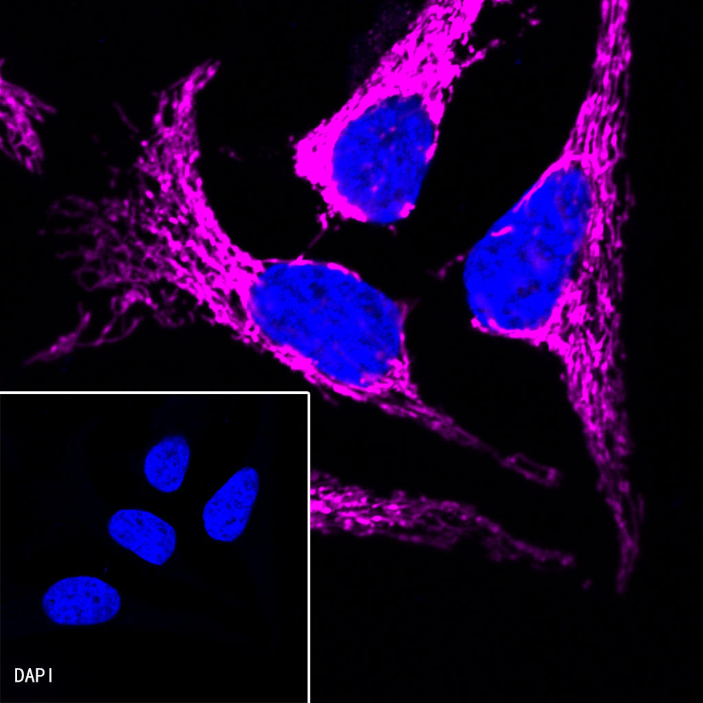 Goat anti-Rabbit IgG (H+L) (Alexa Fluor® 647 Conjugate)