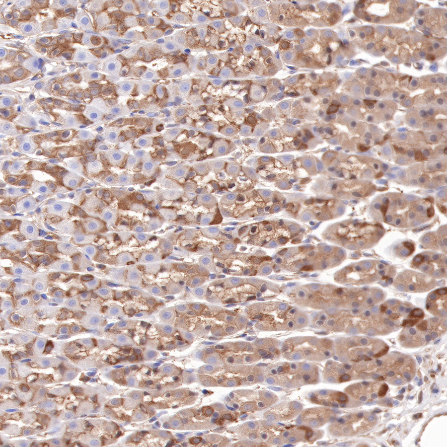 Hsp90 beta Recombinant Rabbit mAb (SDT-359-59)