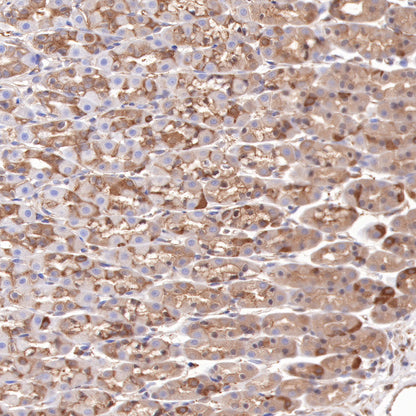 Hsp90 beta Recombinant Rabbit mAb (SDT-359-59)