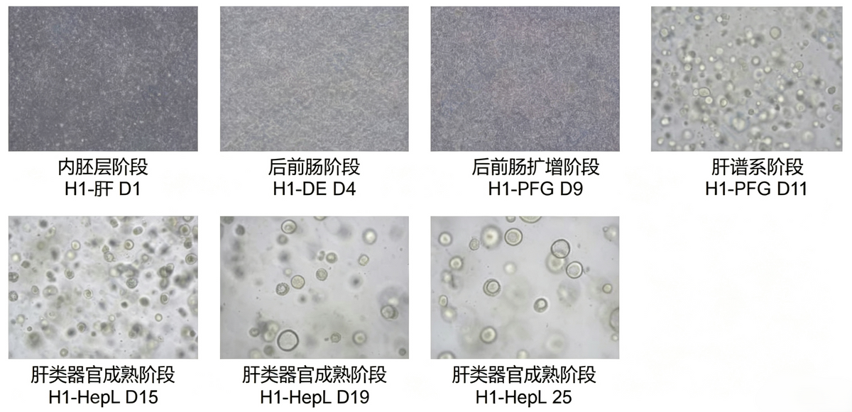 hPSC Induction Differentiation Liver Organoid Kit