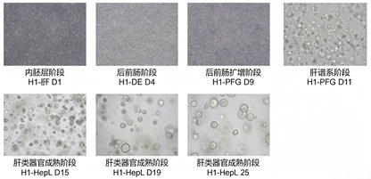 hPSC Induction Differentiation Liver Organoid Kit