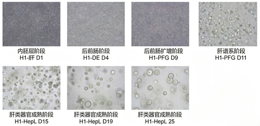 hPSC Induction Differentiation Liver Organoid Kit