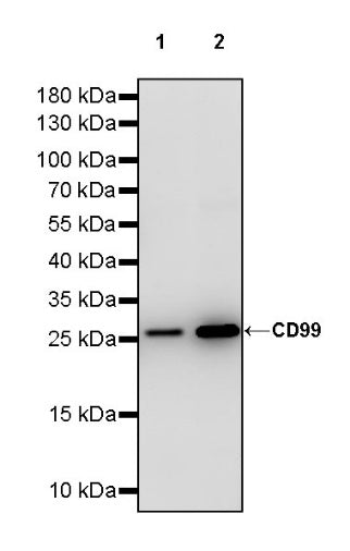 CD99 Mouse mAb (S-2121-45)