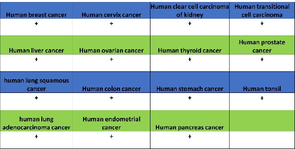 YWHAH/14-3-3 eta Recombinant Rabbit mAb (S-1327-22)