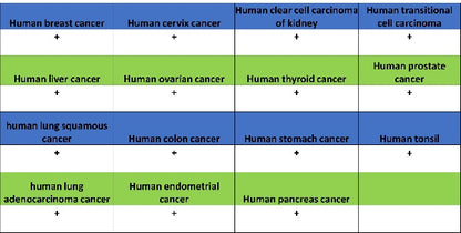 YWHAH/14-3-3 eta Recombinant Rabbit mAb (S-1327-22)
