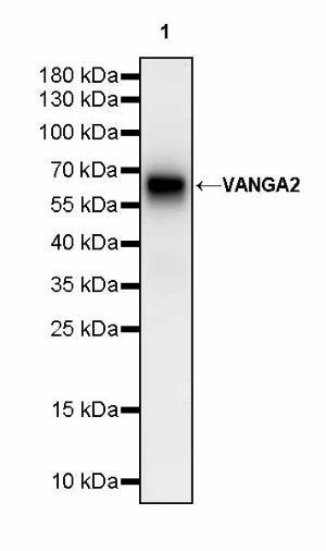 VANGA2 Recombinant Rabbit mAb (S-2938-231)