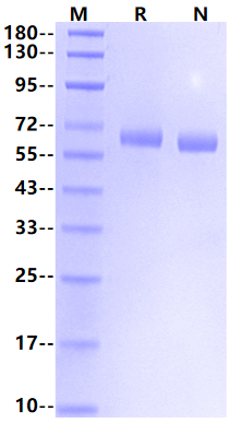 Glypican 1/GPC1(S486A, S488A, S490A) His Tag Protein, Human