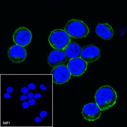 CD27 Mouse mAb (S-568-2)