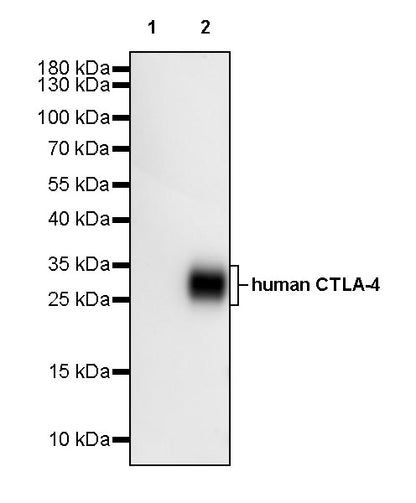 Anti-human CTLA-4 Monoclonal Antibody (Tremelimumab)