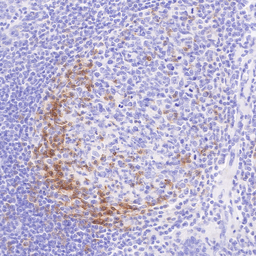 S-RMab® PD-1 Recombinant Mouse mAb,PBS Only (SDT-R143)