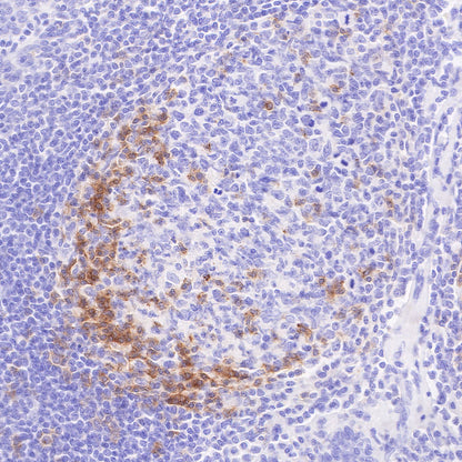S-RMab® PD-1 Recombinant Mouse mAb,PBS Only (SDT-R143)