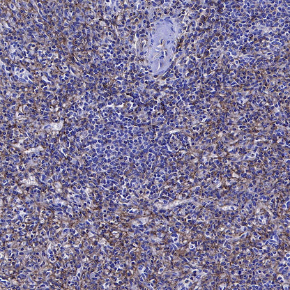 IFITM1-Specific Mouse mAb