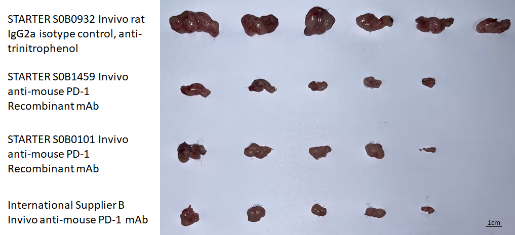 Invivo anti-mouse PD-1 Recombinant mAb