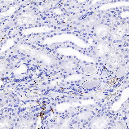 CD41 Mouse mAb (S-3057-8)