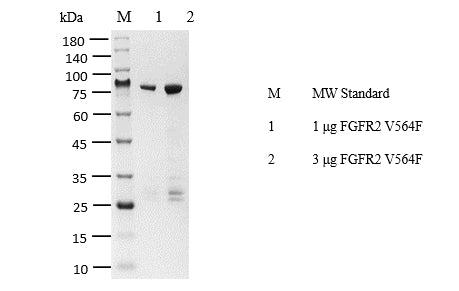 FGFR2[V564F] Protein