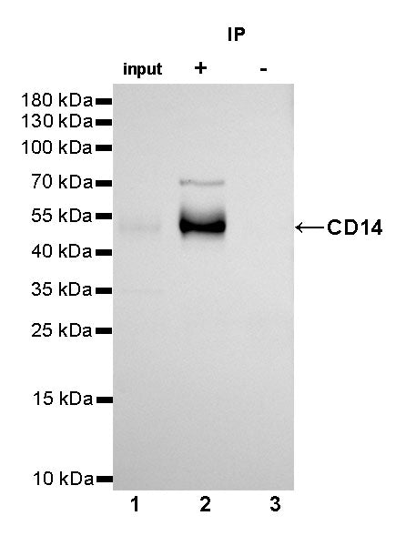 S-RMab® CD14 Recombinant Rabbit mAb,PBS Only (SDT-060-50)
