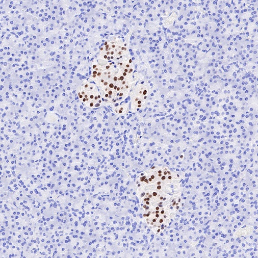 NKX2.2 Recombinant Rabbit mAb (SDT-898-41)